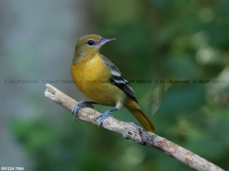 BAOR-EZ_Baltimore-Oriole