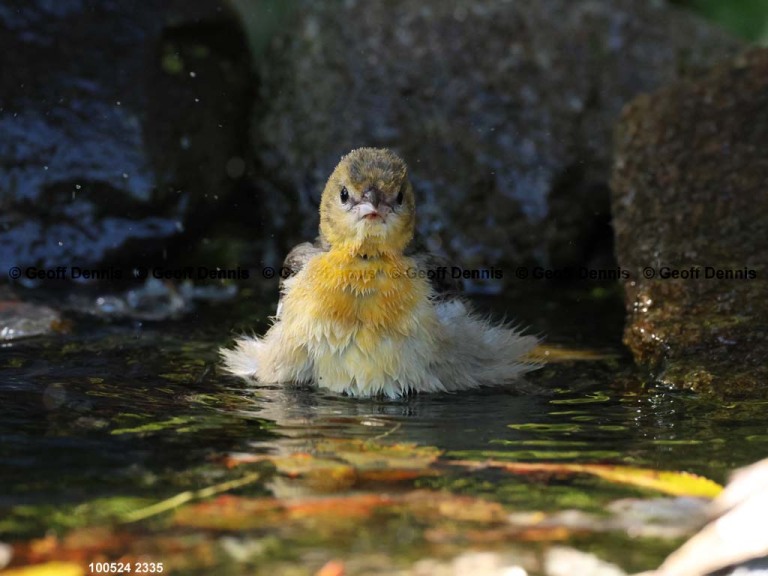 BAOR-FA_Baltimore-Oriole