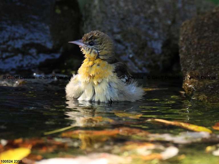 BAOR-FB_Baltimore-Oriole