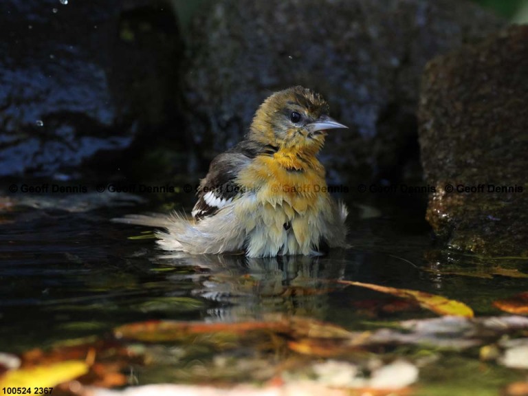 BAOR-FC_Baltimore-Oriole