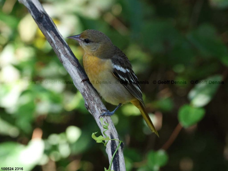 BAOR-FE_Baltimore-Oriole