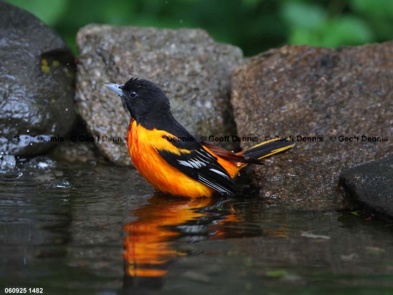 BAOR-FG_Baltimore-Oriole