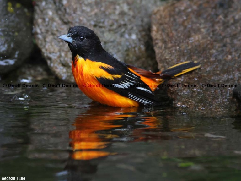BAOR-FH_Baltimore-Oriole