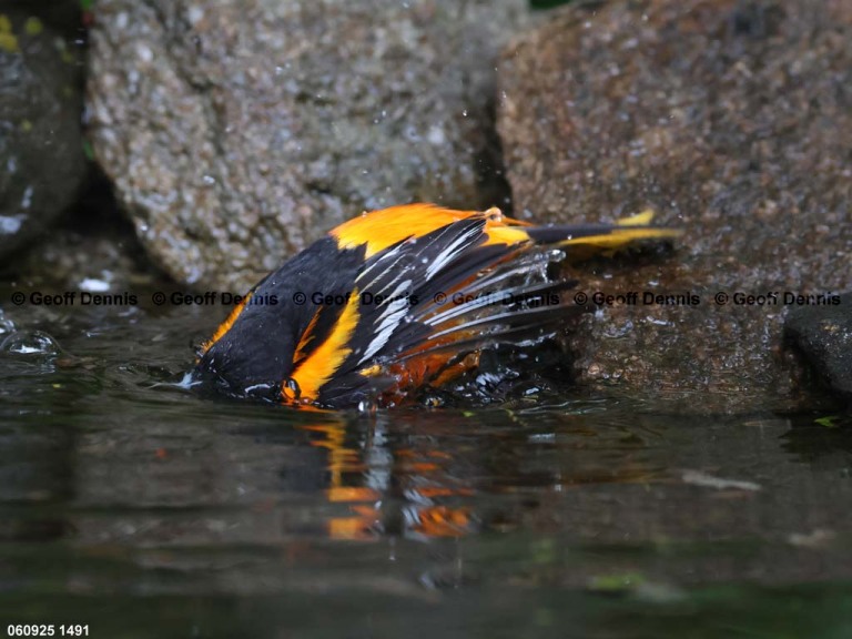 BAOR-FI_Baltimore-Oriole