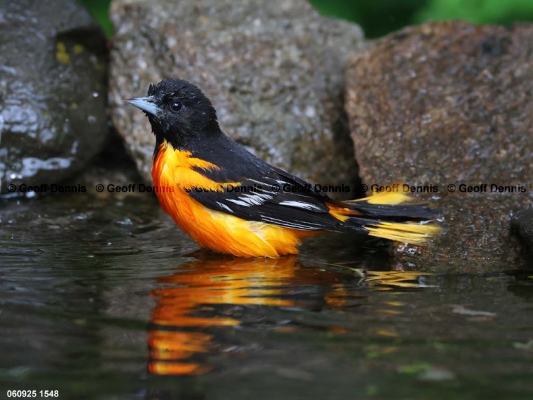 BAOR-FJ_Baltimore-Oriole