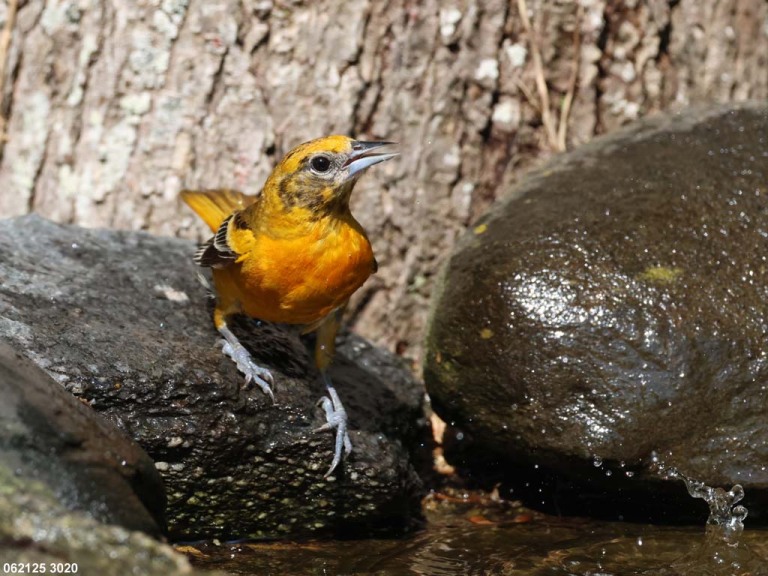 BAOR-FL_Baltimore-Oriole