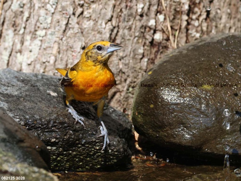 BAOR-FM_Baltimore-Oriole