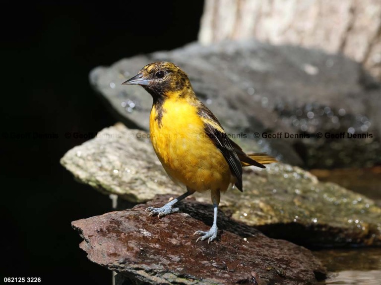 BAOR-FN_Baltimore-Oriole