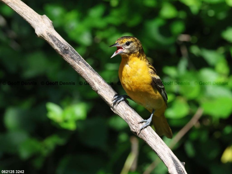 BAOR-FO_Baltimore-Oriole