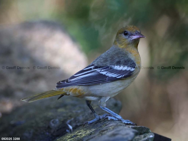 BAOR-FP_Baltimore-Oriole
