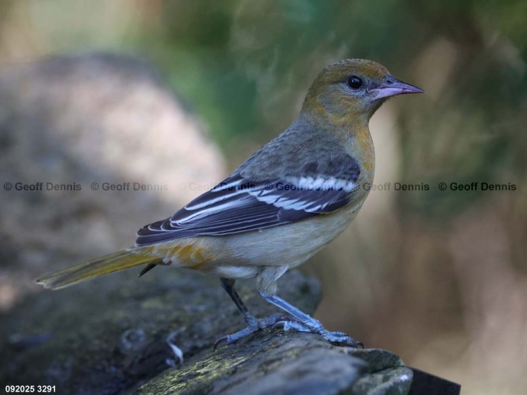 BAOR-FQ_Baltimore-Oriole