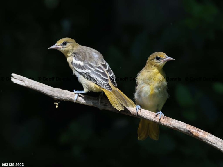 BAOR-FS_Baltimore-Oriole