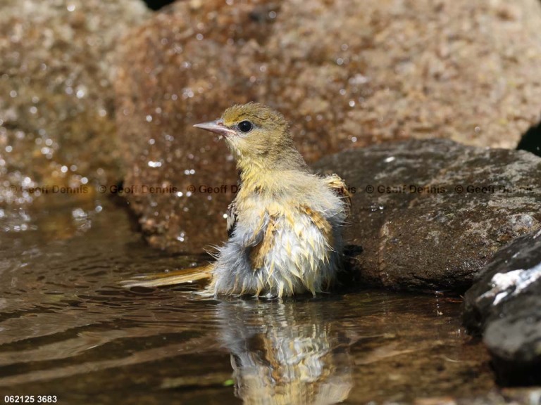 BAOR-FT_Baltimore-Oriole