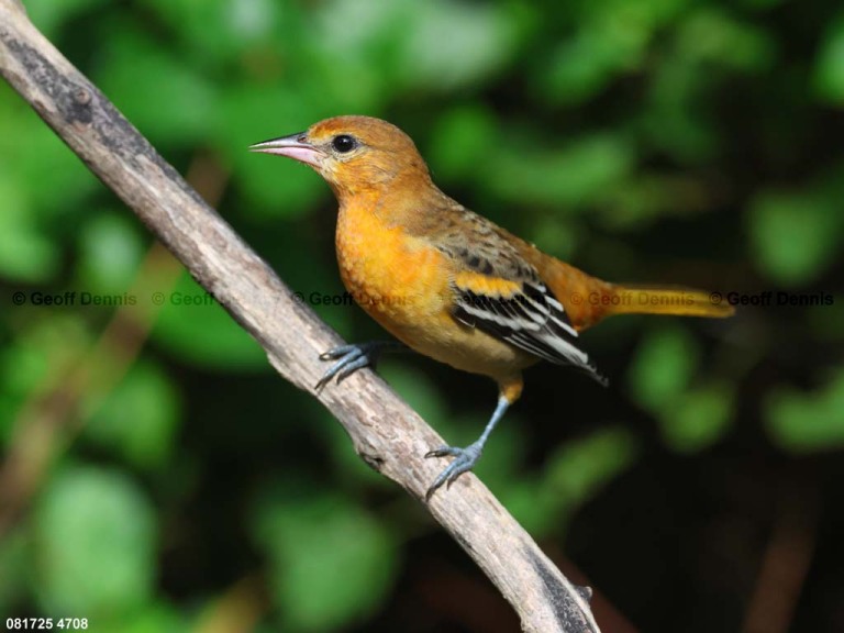 BAOR-FU_Baltimore-Oriole
