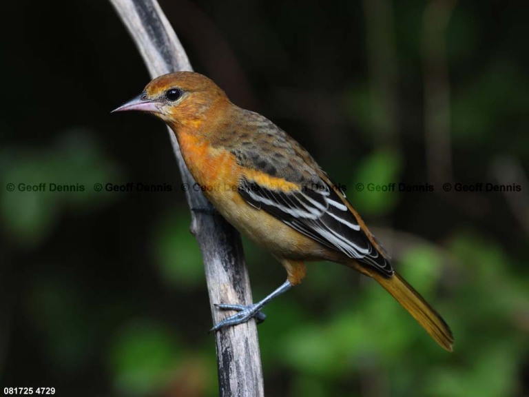 BAOR-FV_Baltimore-Oriole
