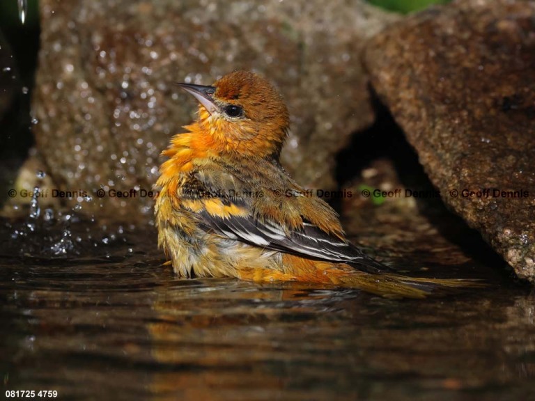 BAOR-FW_Baltimore-Oriole