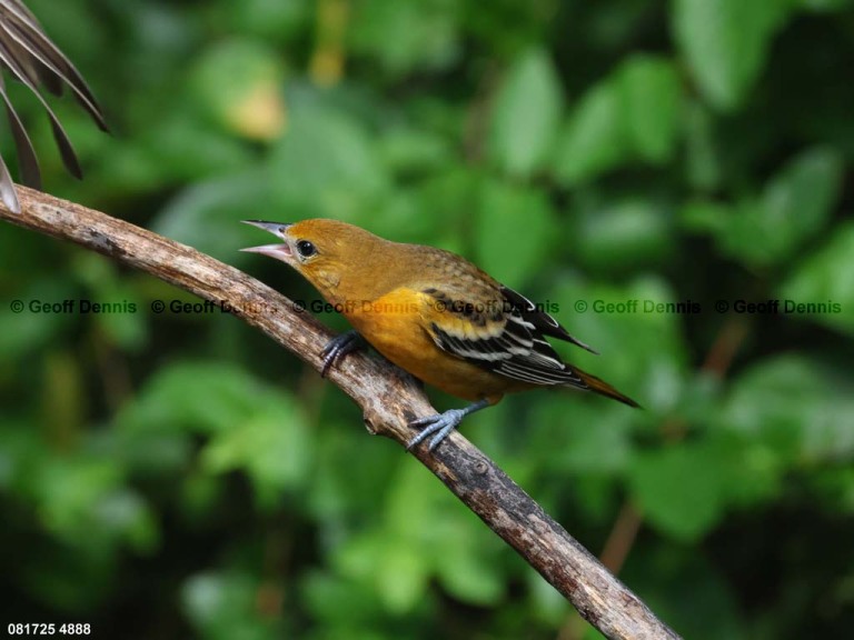 BAOR-FX_Baltimore-Oriole