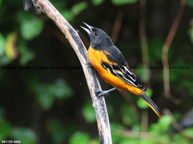 BAOR-FY_Baltimore-Oriole