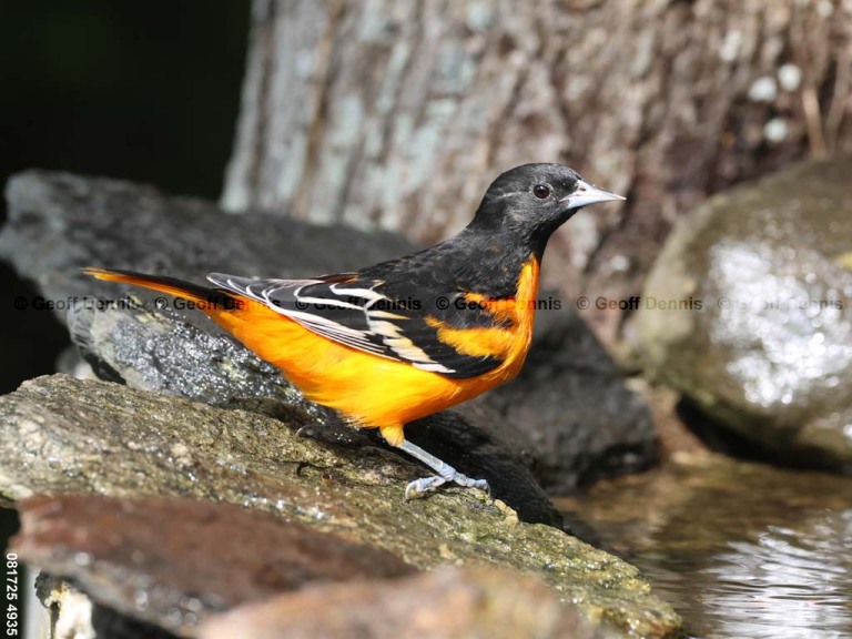 BAOR-FZ_Baltimore-Oriole