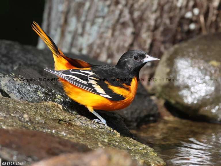 BAOR-GA_Baltimore-Oriole