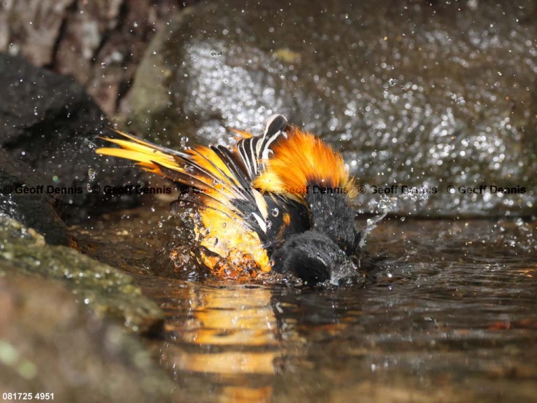 BAOR-GB_Baltimore-Oriole
