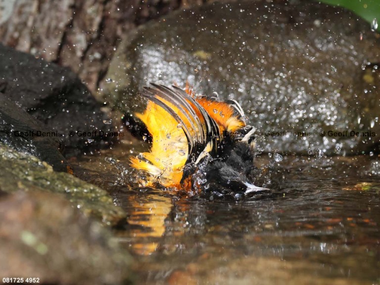BAOR-GC_Baltimore-Oriole