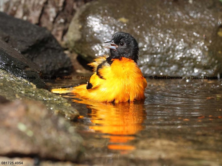 BAOR-GD_Baltimore-Oriole