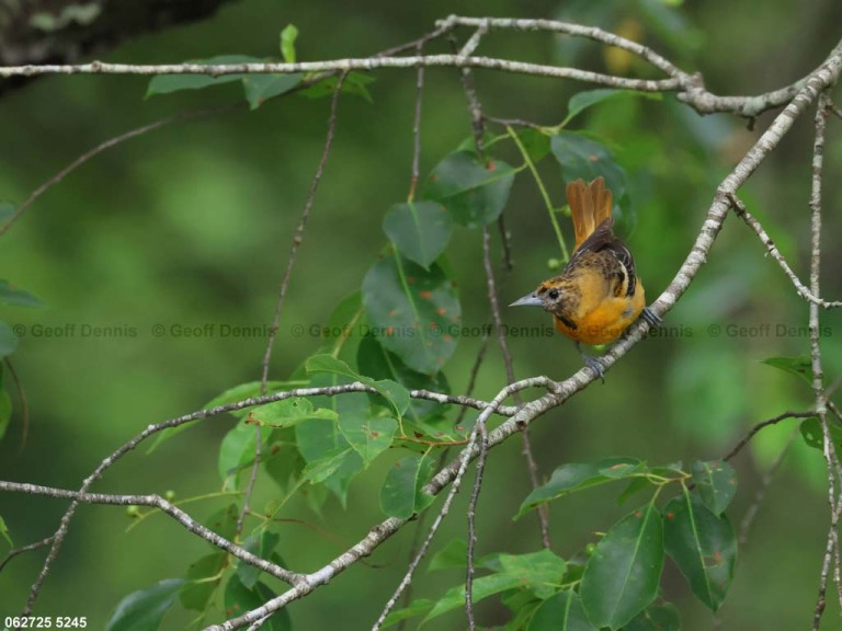 BAOR-GE_Baltimore-Oriole