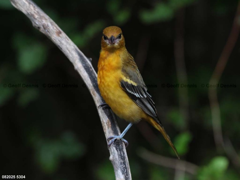 BAOR-GF_Baltimore-Oriole