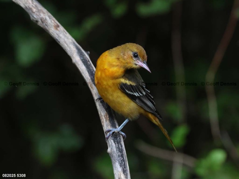 BAOR-GG_Baltimore-Oriole