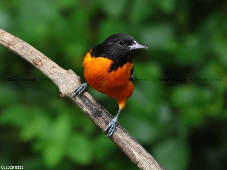 BAOR-GH_Baltimore-Oriole
