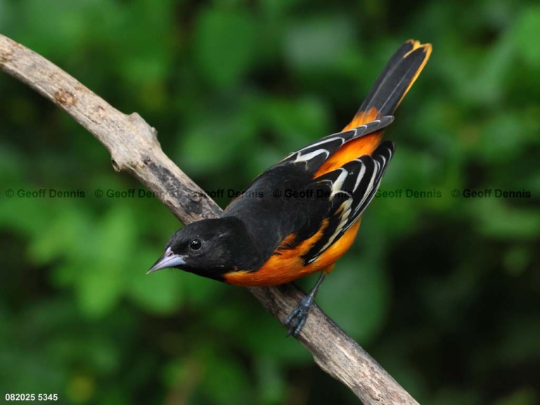 BAOR-GI_Baltimore-Oriole