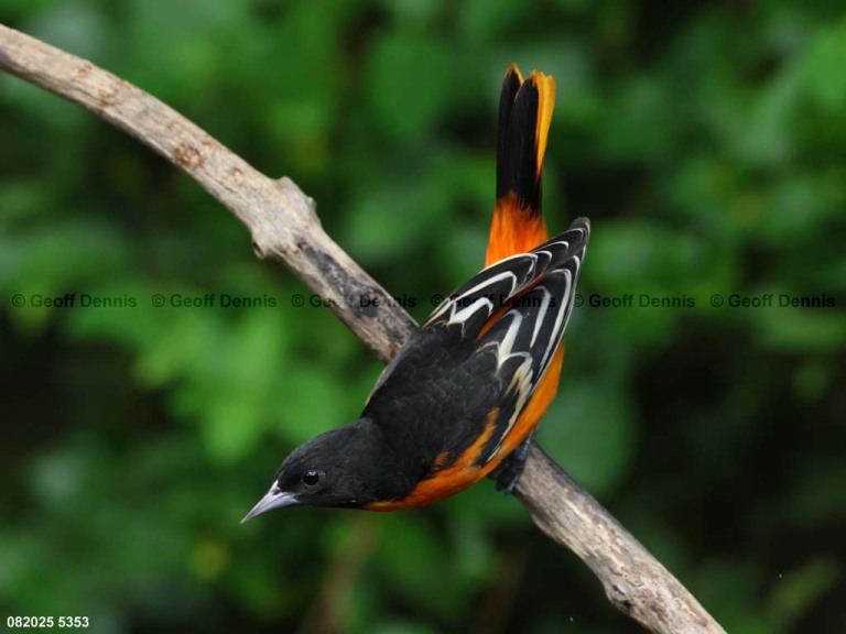 BAOR-GJ_Baltimore-Oriole