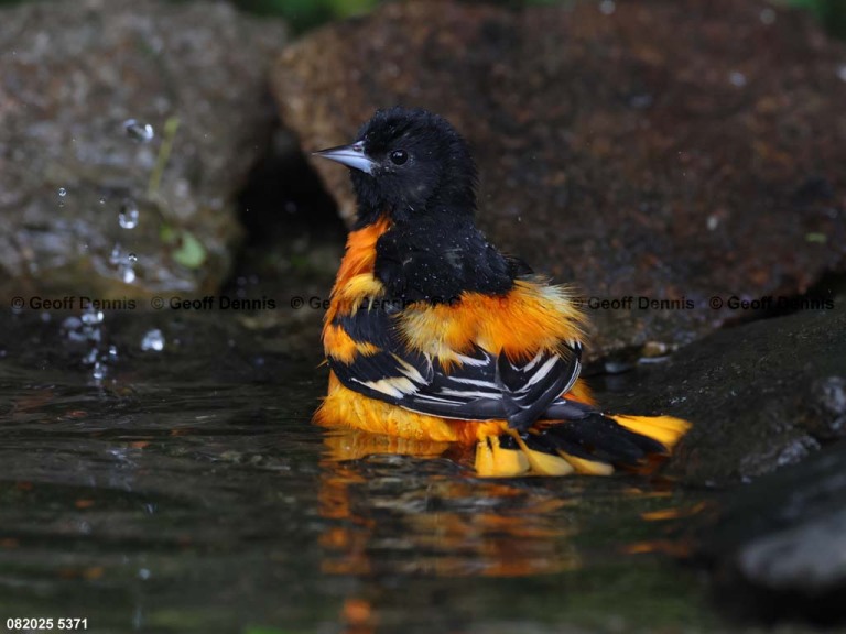 BAOR-GK_Baltimore-Oriole