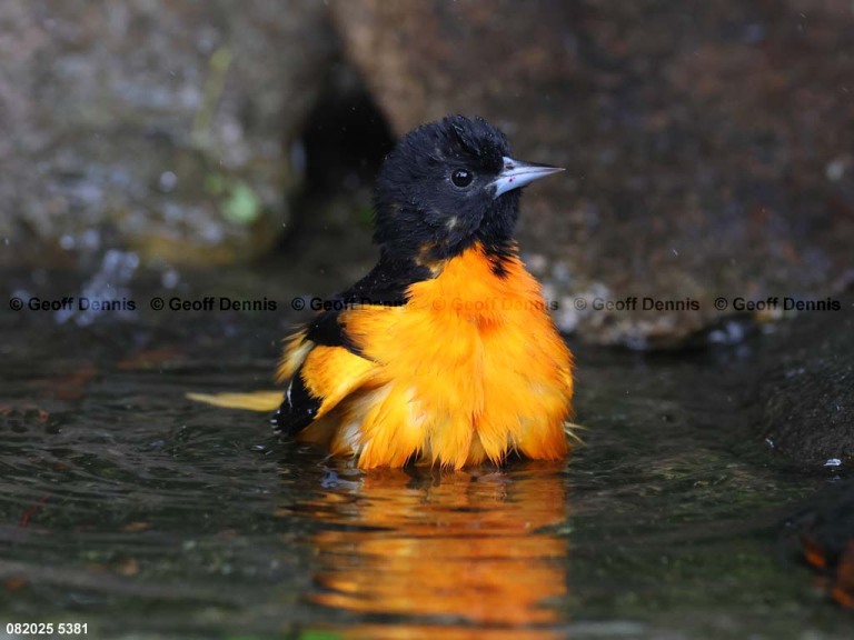 BAOR-GL_Baltimore-Oriole