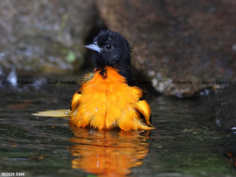 BAOR-GM_Baltimore-Oriole