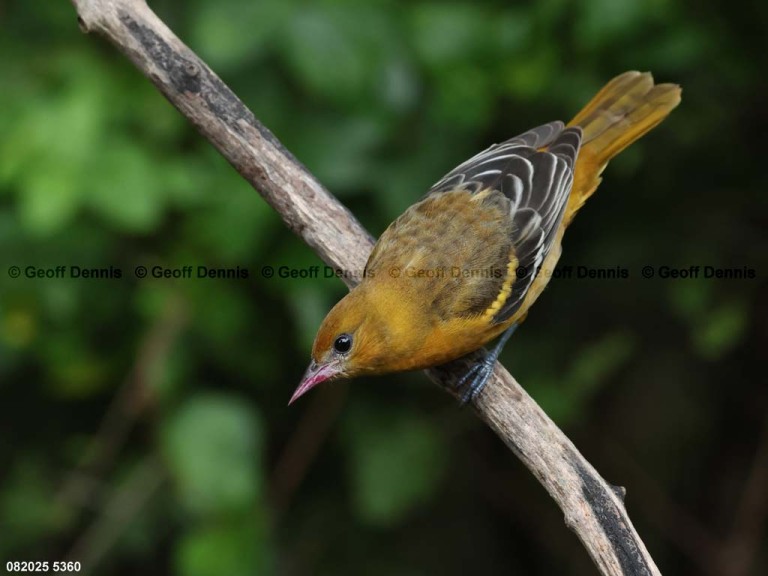 BAOR-GN_Baltimore-Oriole