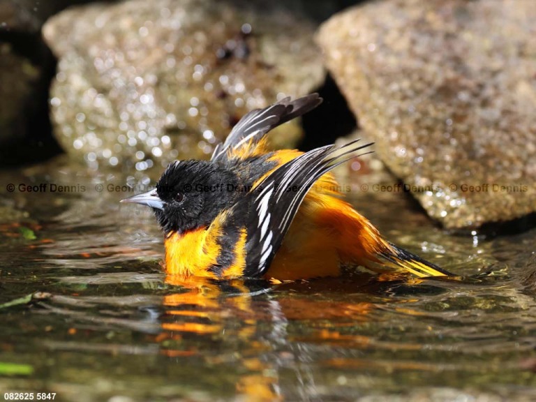 BAOR-GO_Baltimore-Oriole