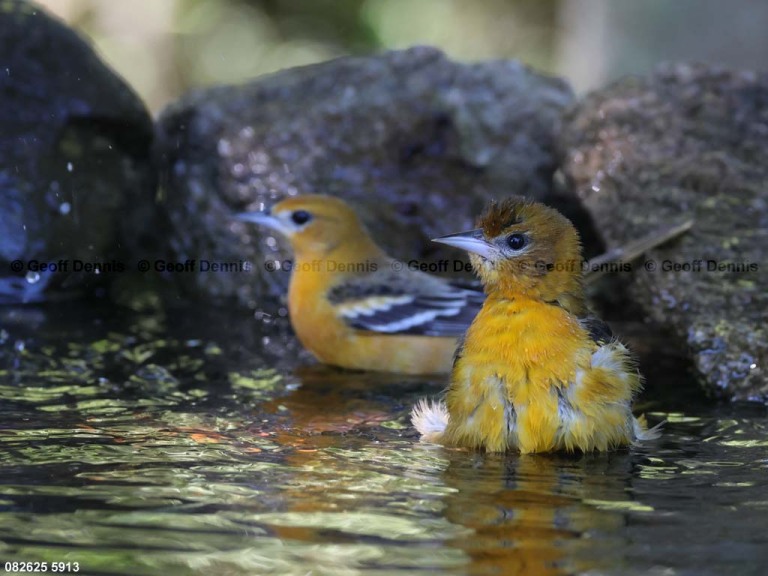 BAOR-GP_Baltimore-Oriole
