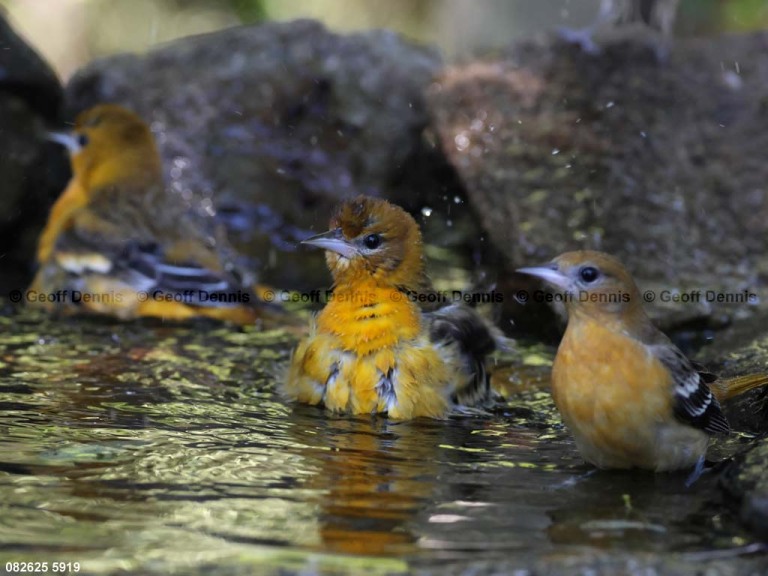 BAOR-GQ_Baltimore-Oriole