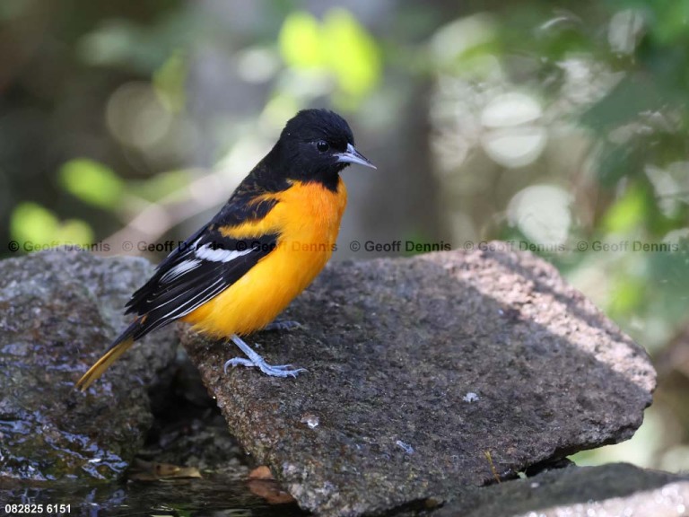 BAOR-GR_Baltimore-Oriole