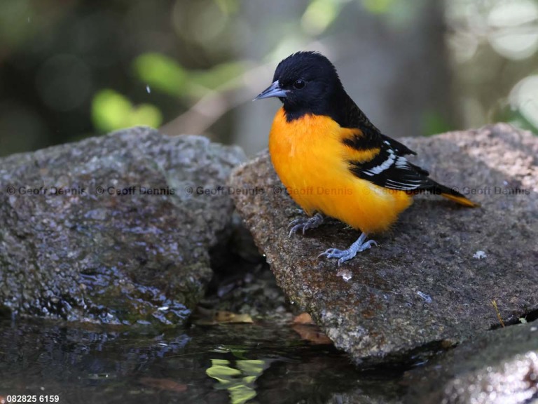 BAOR-GS_Baltimore-Oriole