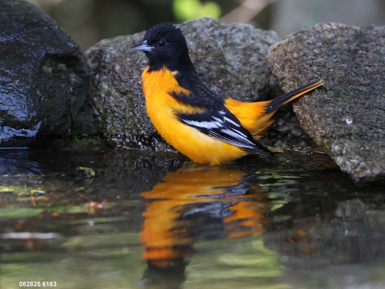 BAOR-GT_Baltimore-Oriole