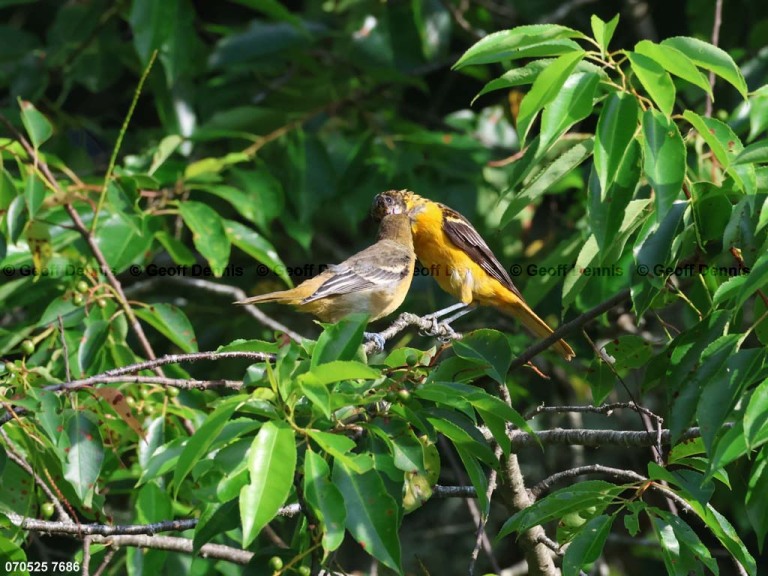 BAOR-GU_Baltimore-Oriole