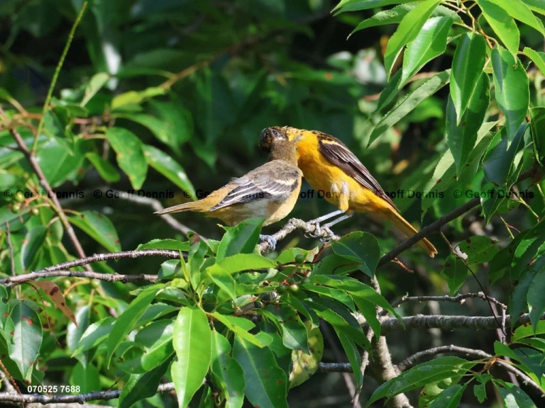 BAOR-GV_Baltimore-Oriole