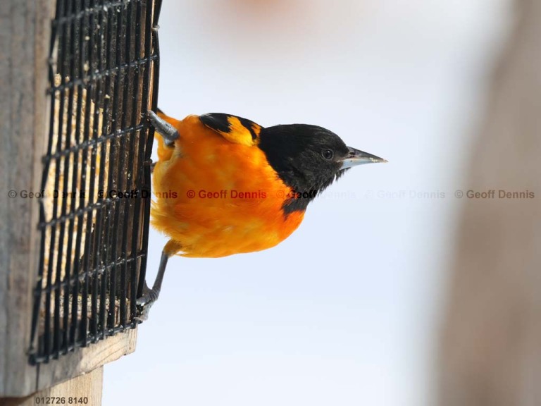 BAOR-GW_Baltimore-Oriole_1