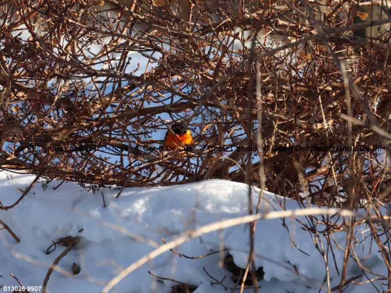 BAOR-GX_Baltimore-Oriole_2