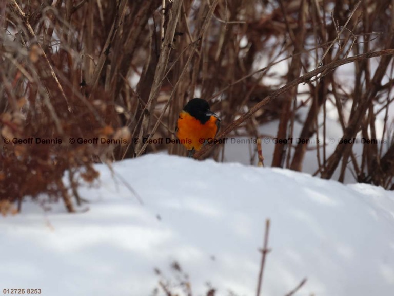 BAOR-GY_Baltimore-Oriole