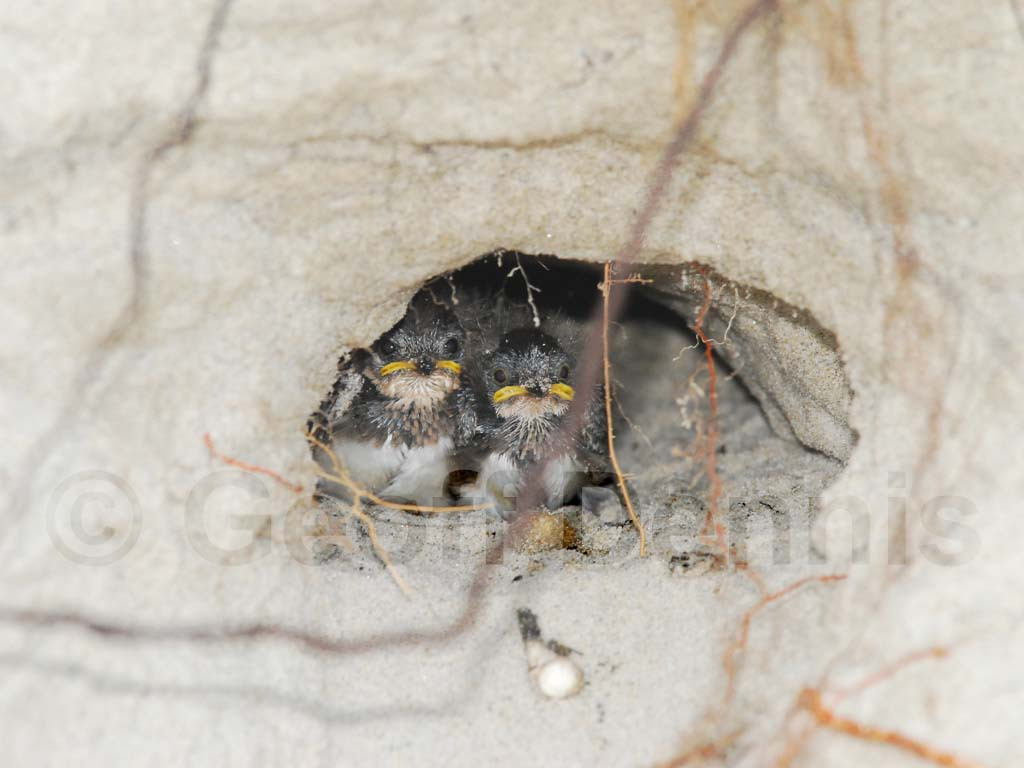 BANS-AB_Bank-Swallow