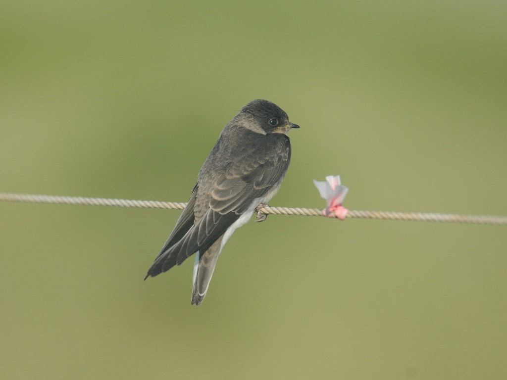 BANS-AD_Bank-Swallow